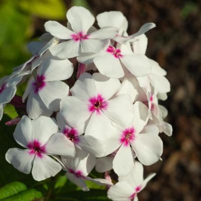 Phlox paniculata 'Famous White Eye'